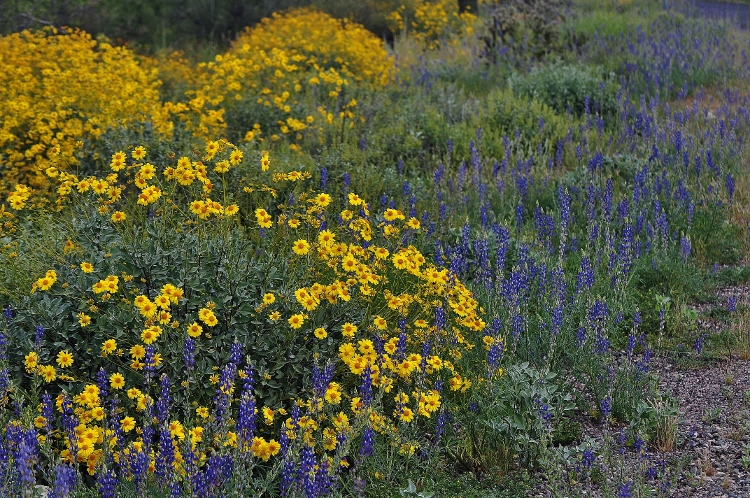 hills with brittlebush